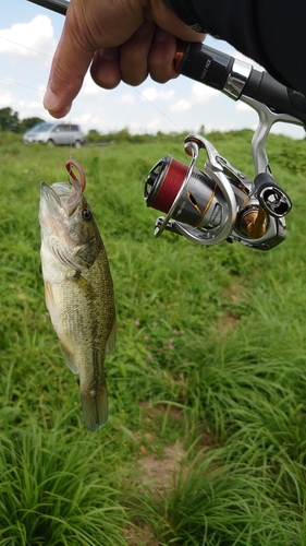 ラージマウスバスの釣果