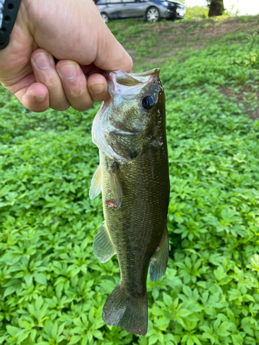 ラージマウスバスの釣果