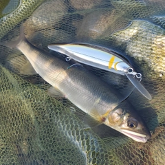 アユの釣果