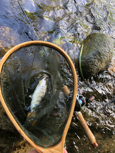 ヤマメの釣果