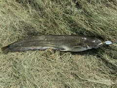 ニホンナマズの釣果