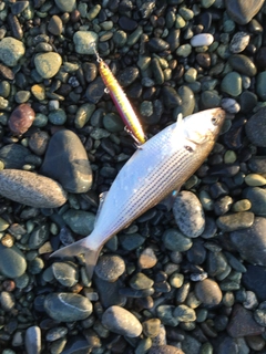 コノシロの釣果