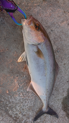 ショゴの釣果