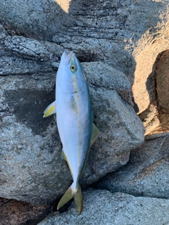 イナダの釣果