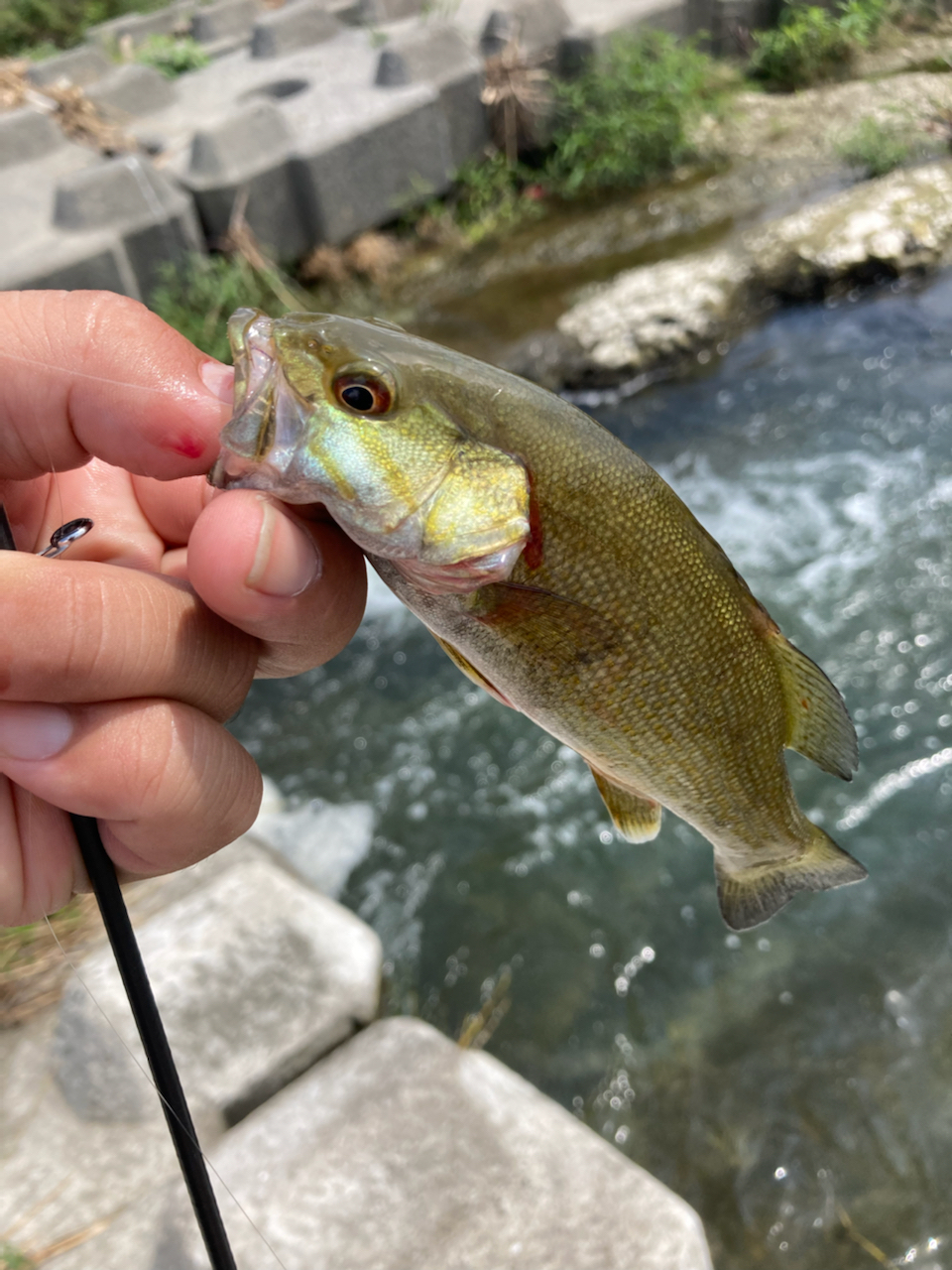 スモールマウスバス