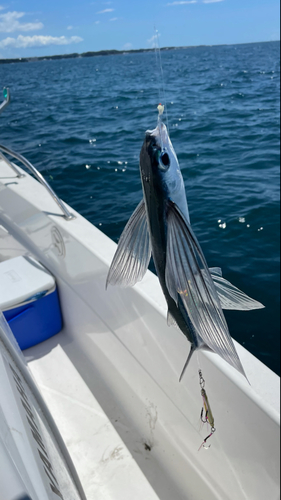 トビウオの釣果