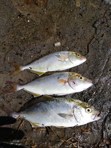 ショゴの釣果