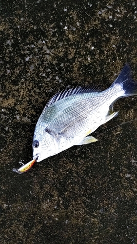 キビレの釣果