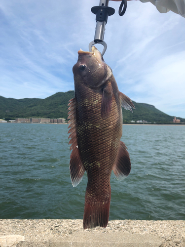 カンダイの釣果