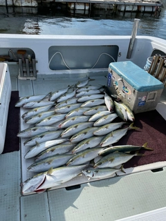 ハマチの釣果