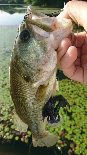 ブラックバスの釣果