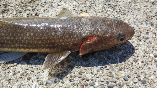 エソの釣果