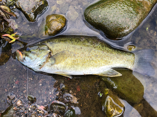 スモールマウスバスの釣果