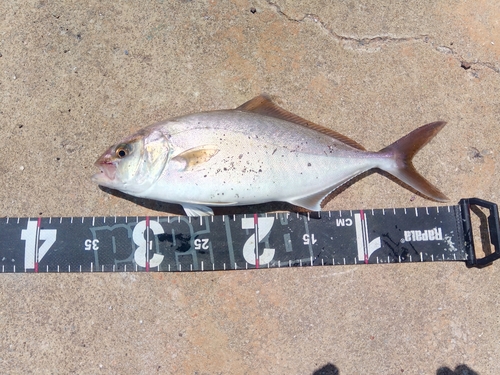 ショゴの釣果