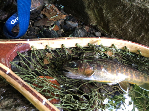 イワナの釣果