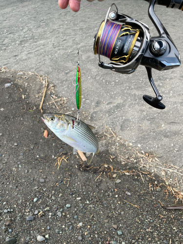 コノシロの釣果