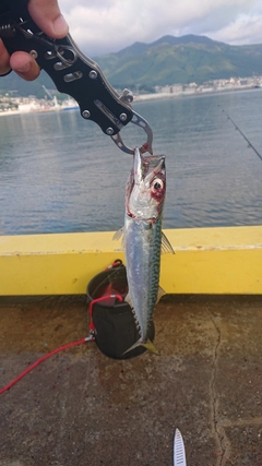 サバの釣果