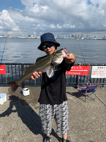 シーバスの釣果