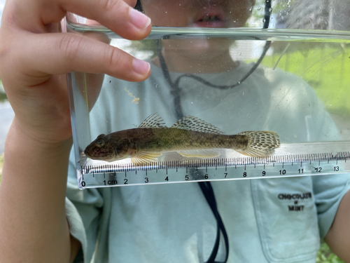 マハゼの釣果