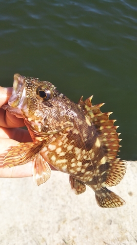 カサゴの釣果