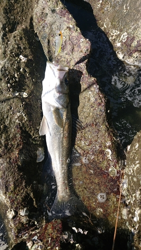 スズキの釣果