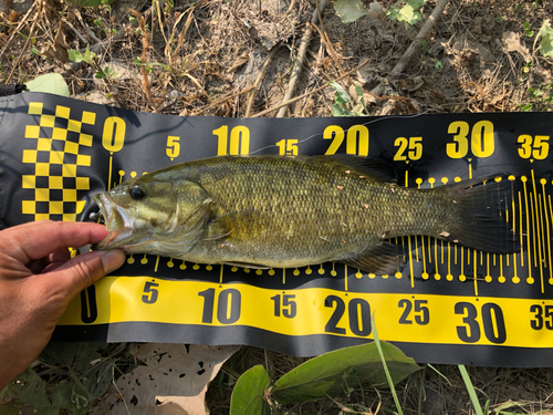 スモールマウスバスの釣果