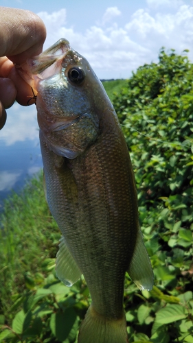 ラージマウスバスの釣果