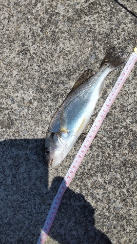 イシモチの釣果