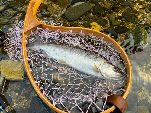 ヤマメの釣果