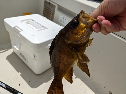 キンメバルの釣果