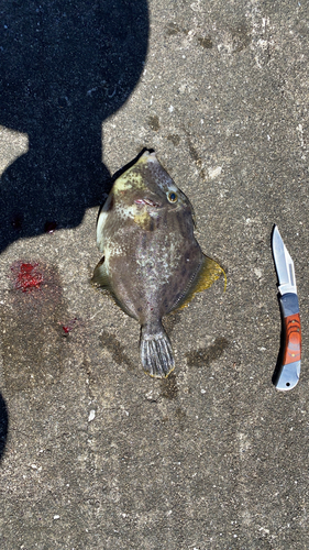 カワハギの釣果