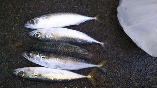 サバの釣果