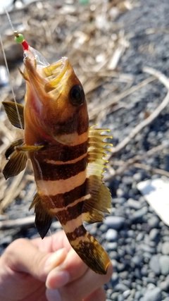 アオハタの釣果