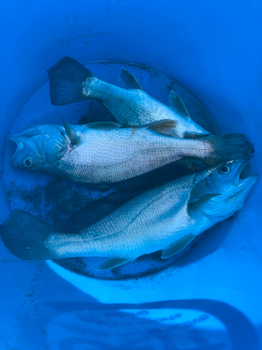 イシモチの釣果