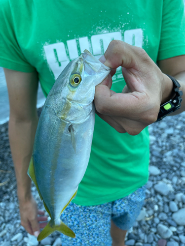 ワカナゴの釣果