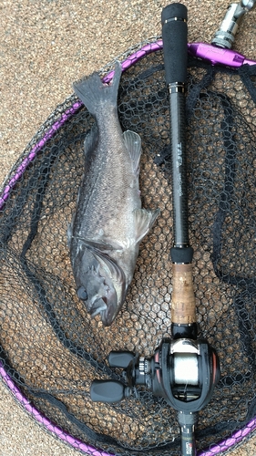 クロソイの釣果