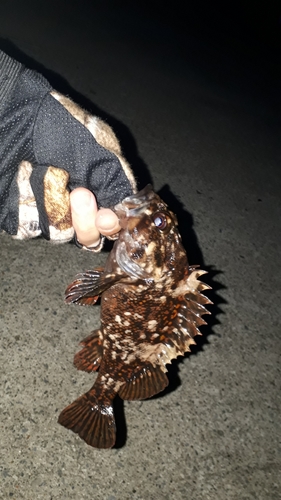 オウゴンムラソイの釣果