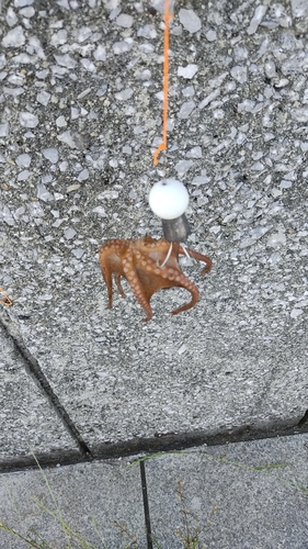 タコの釣果