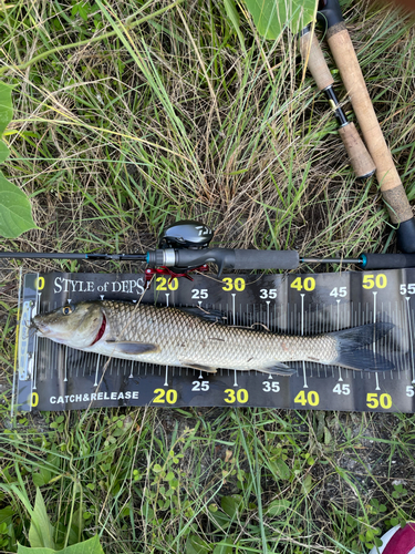 ニゴイの釣果