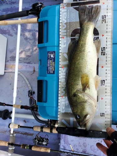 ブラックバスの釣果