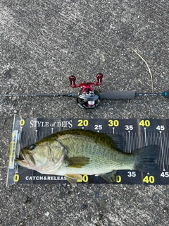 ブラックバスの釣果