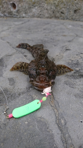 カジカの釣果