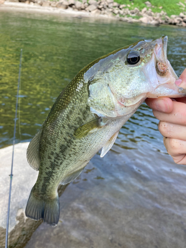 ラージマウスバスの釣果