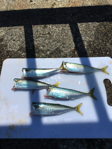 サバの釣果