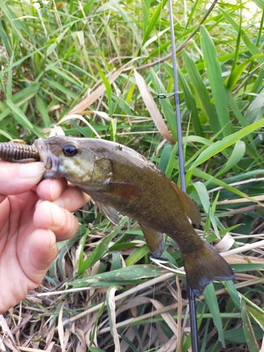 スモールマウスバスの釣果