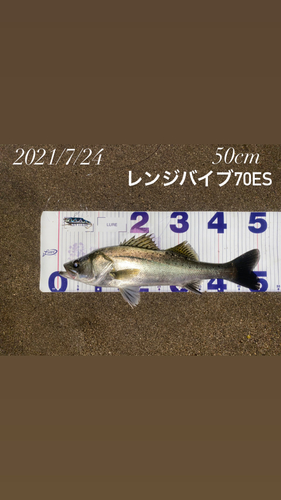 シーバスの釣果