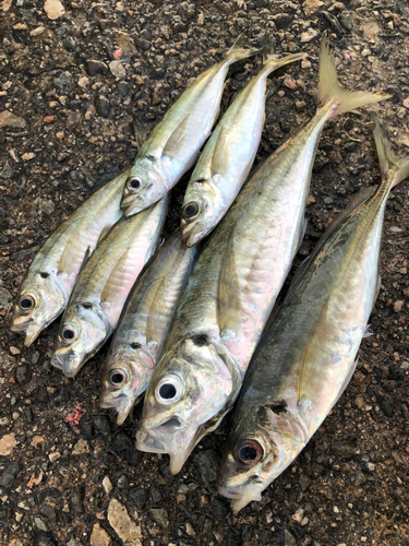 アジの釣果