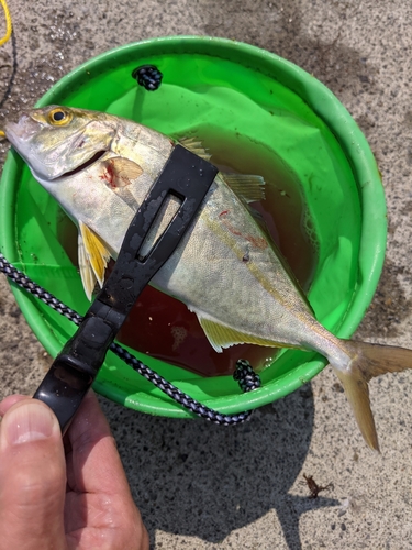 ショッコの釣果