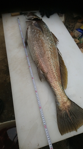 オオニベの釣果