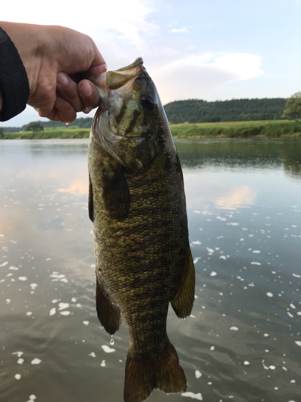 スモールマウスバス